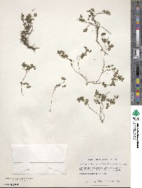 Acalypha chamaedrifolia image