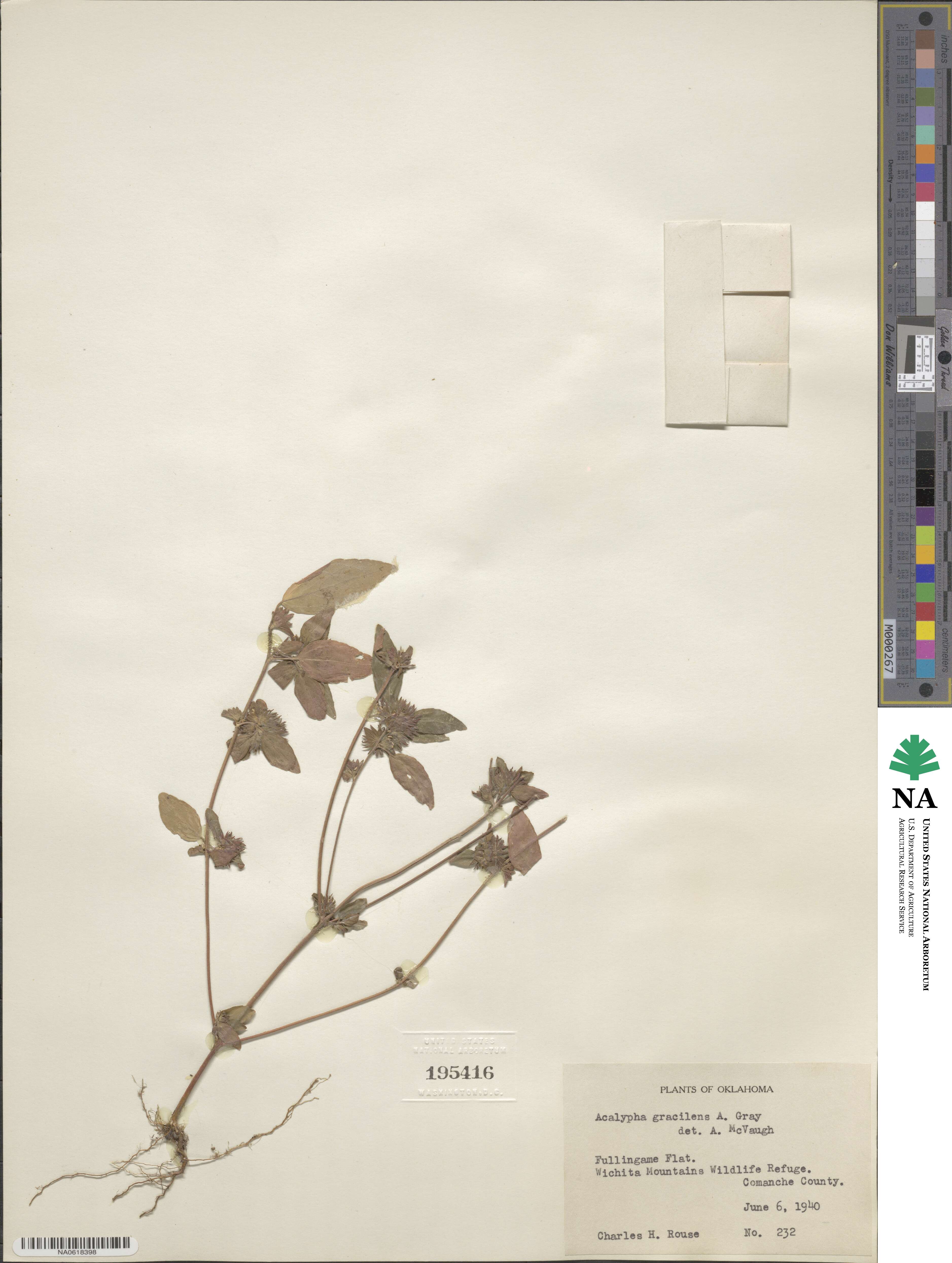 Acalypha gracilens image