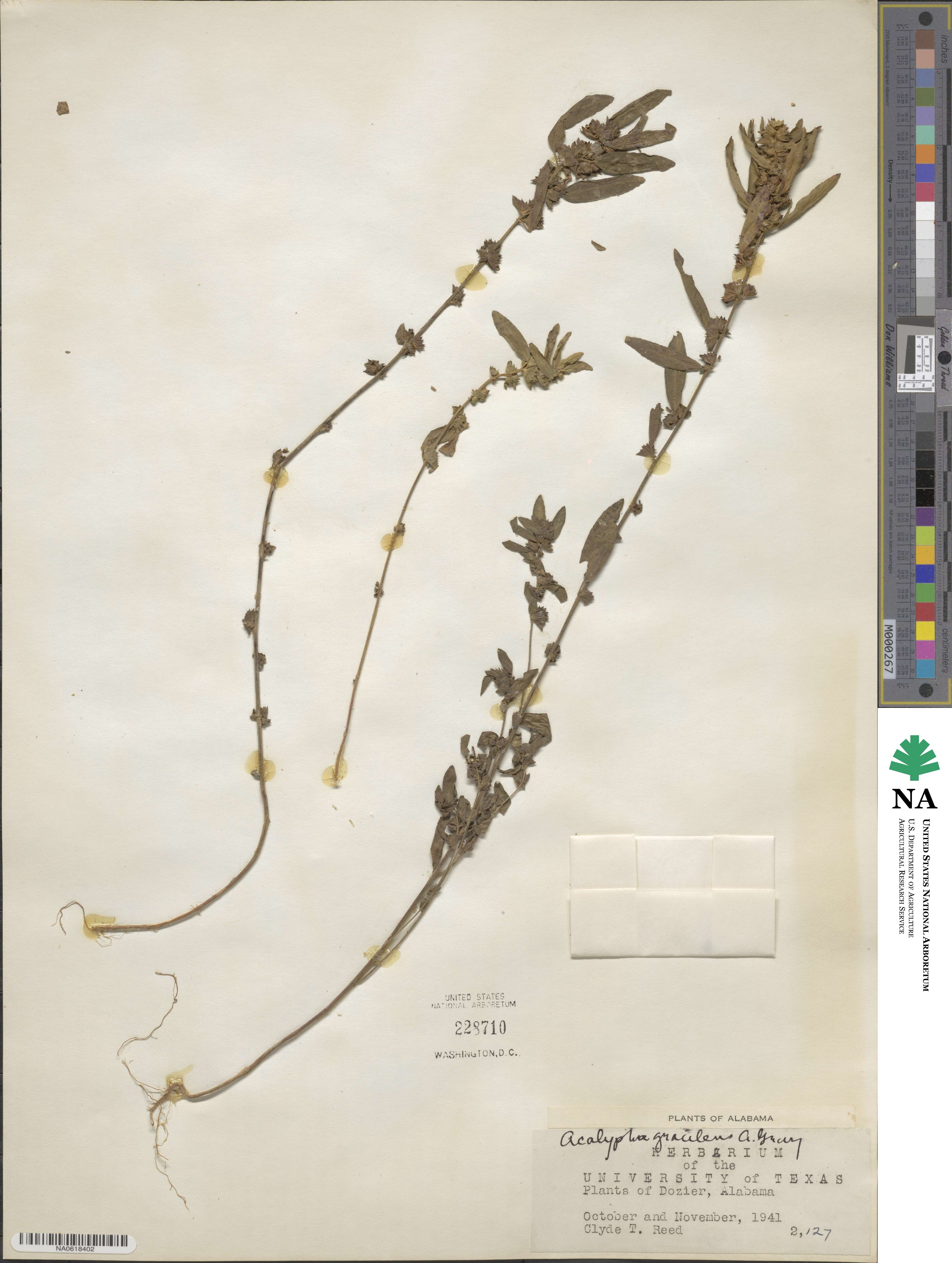 Acalypha gracilens image