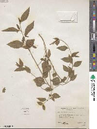 Acalypha phleoides image