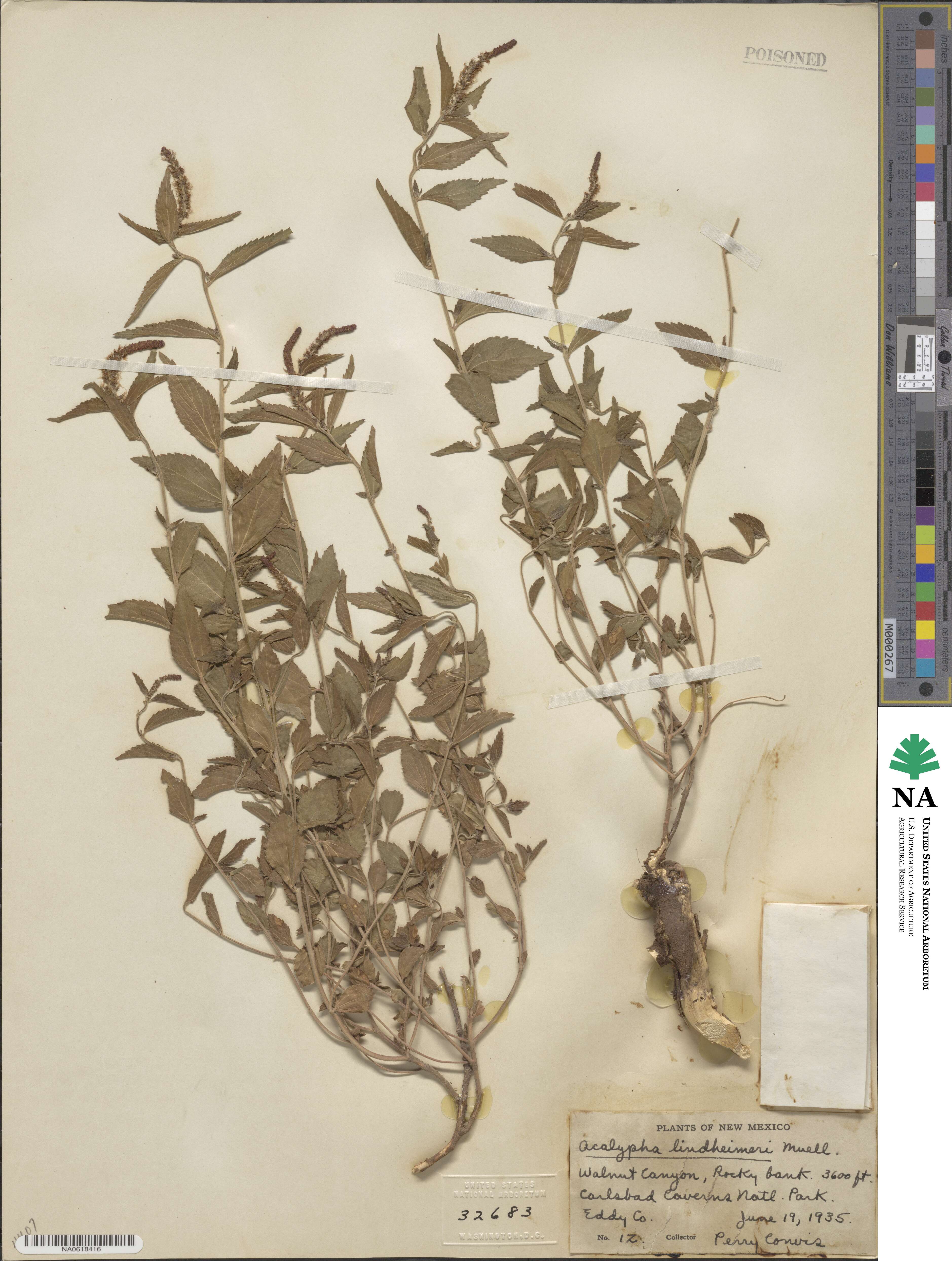 Acalypha phleoides image