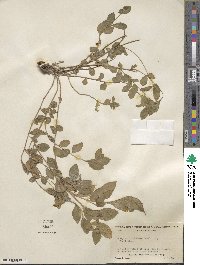 Acalypha phleoides image