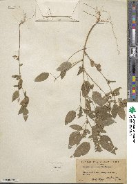 Acalypha neomexicana image