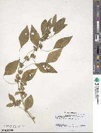 Acalypha rhomboidea image