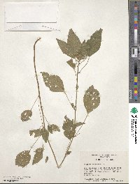 Acalypha rhomboidea image