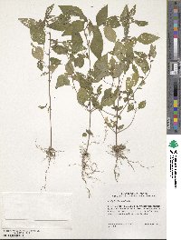 Acalypha rhomboidea image