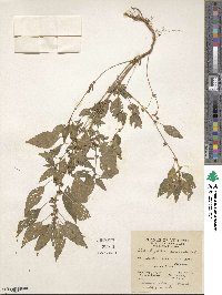 Acalypha rhomboidea image