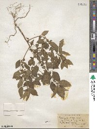 Acalypha virginica image