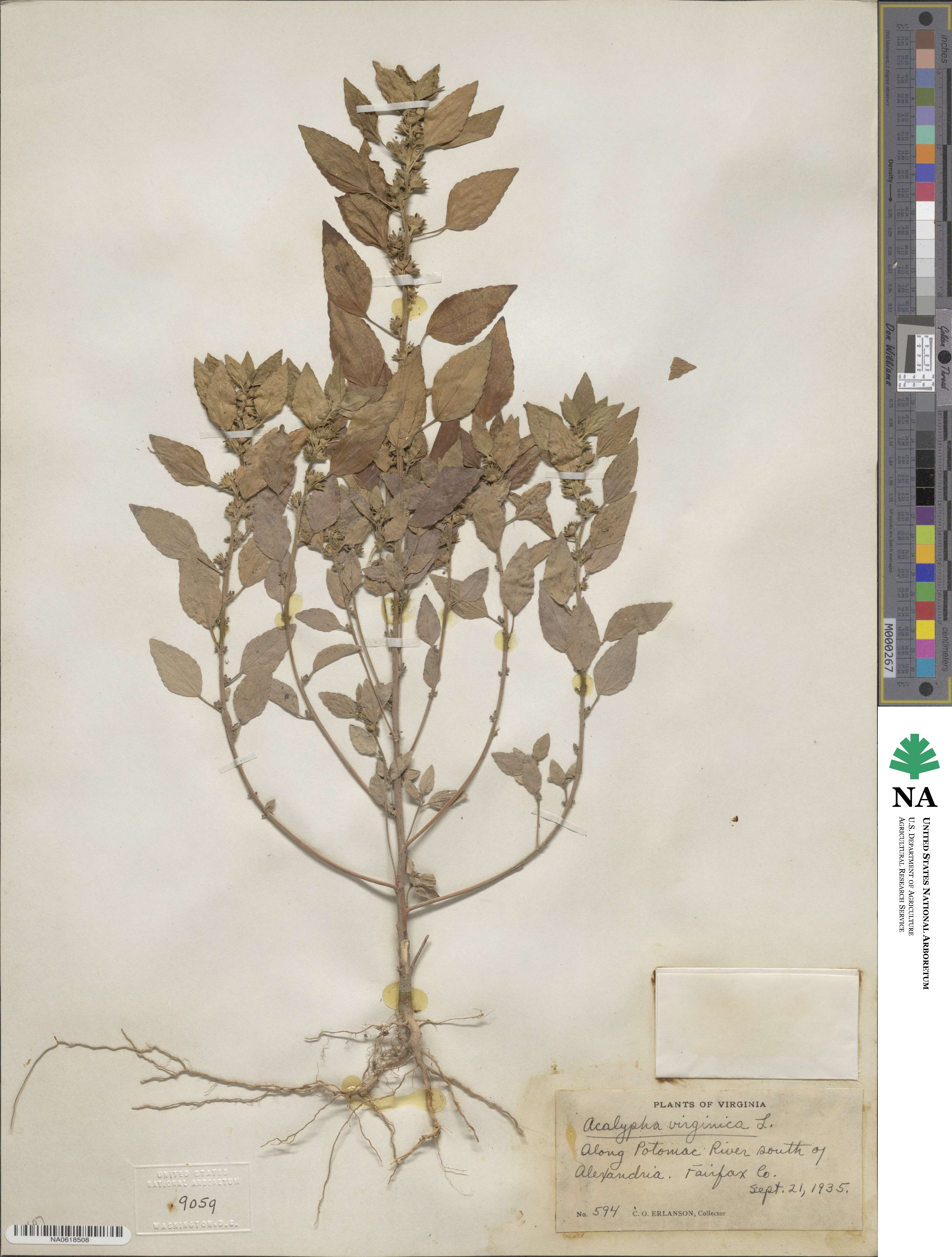 Acalypha virginica image