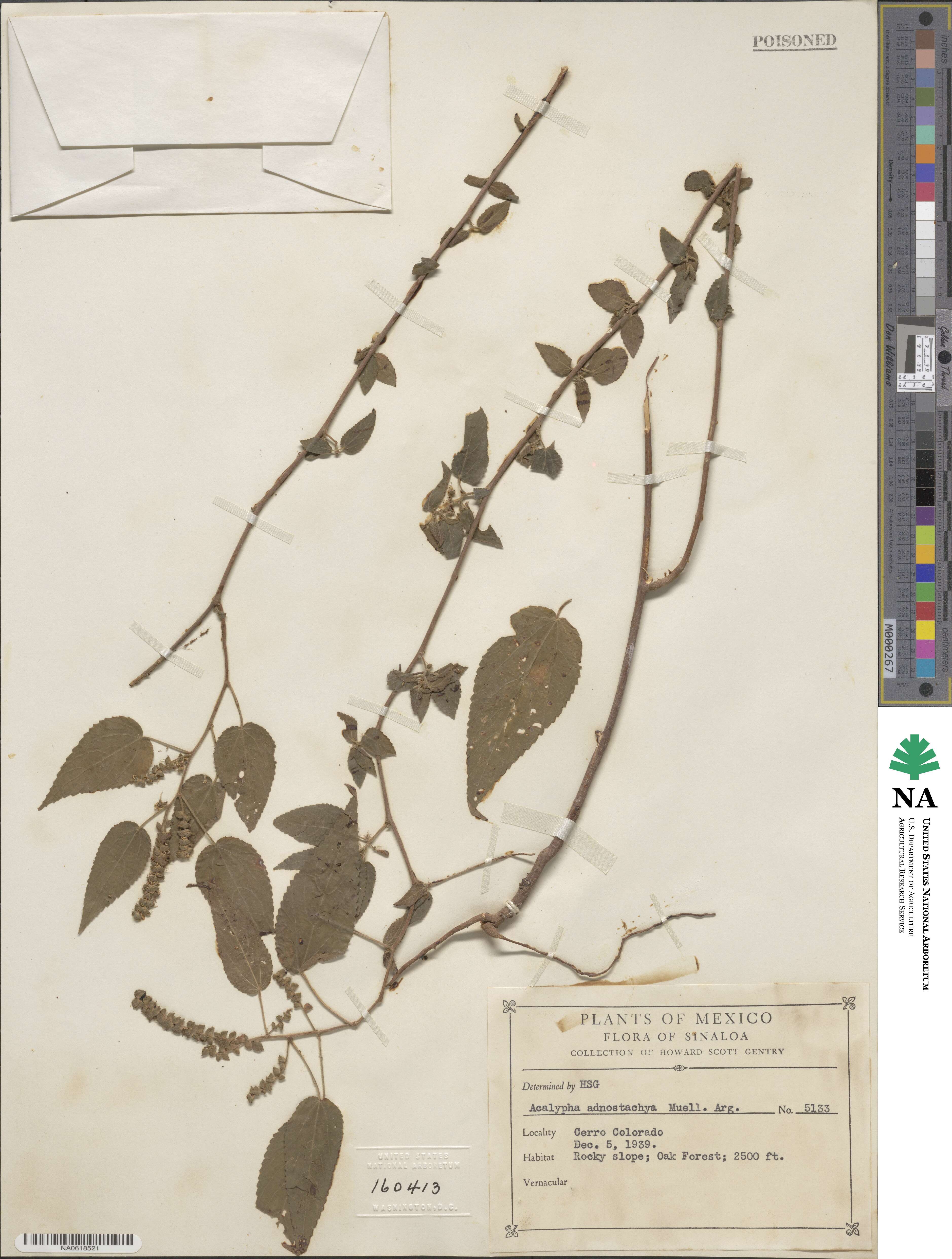 Acalypha adenostachya image
