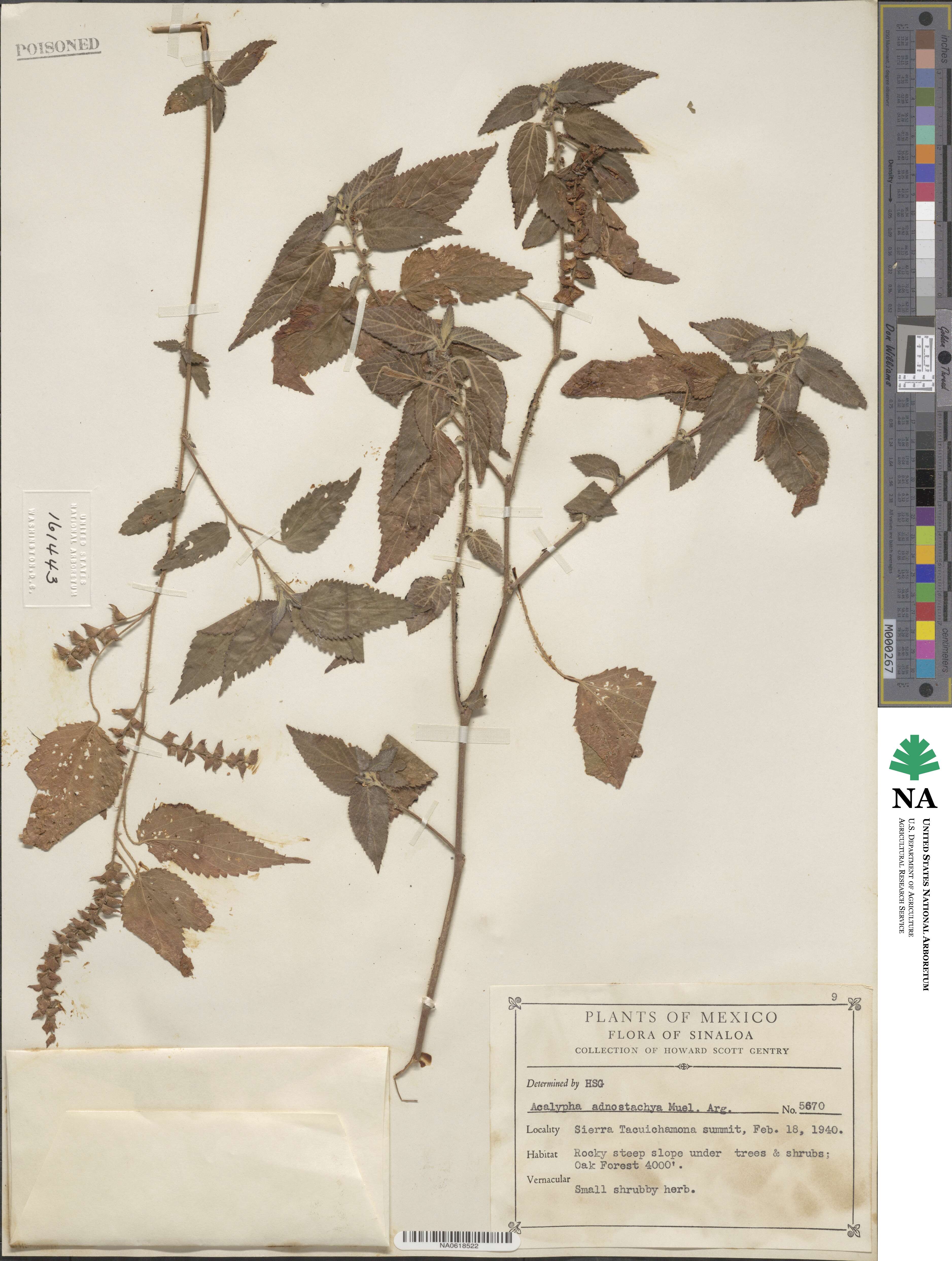 Acalypha adenostachya image