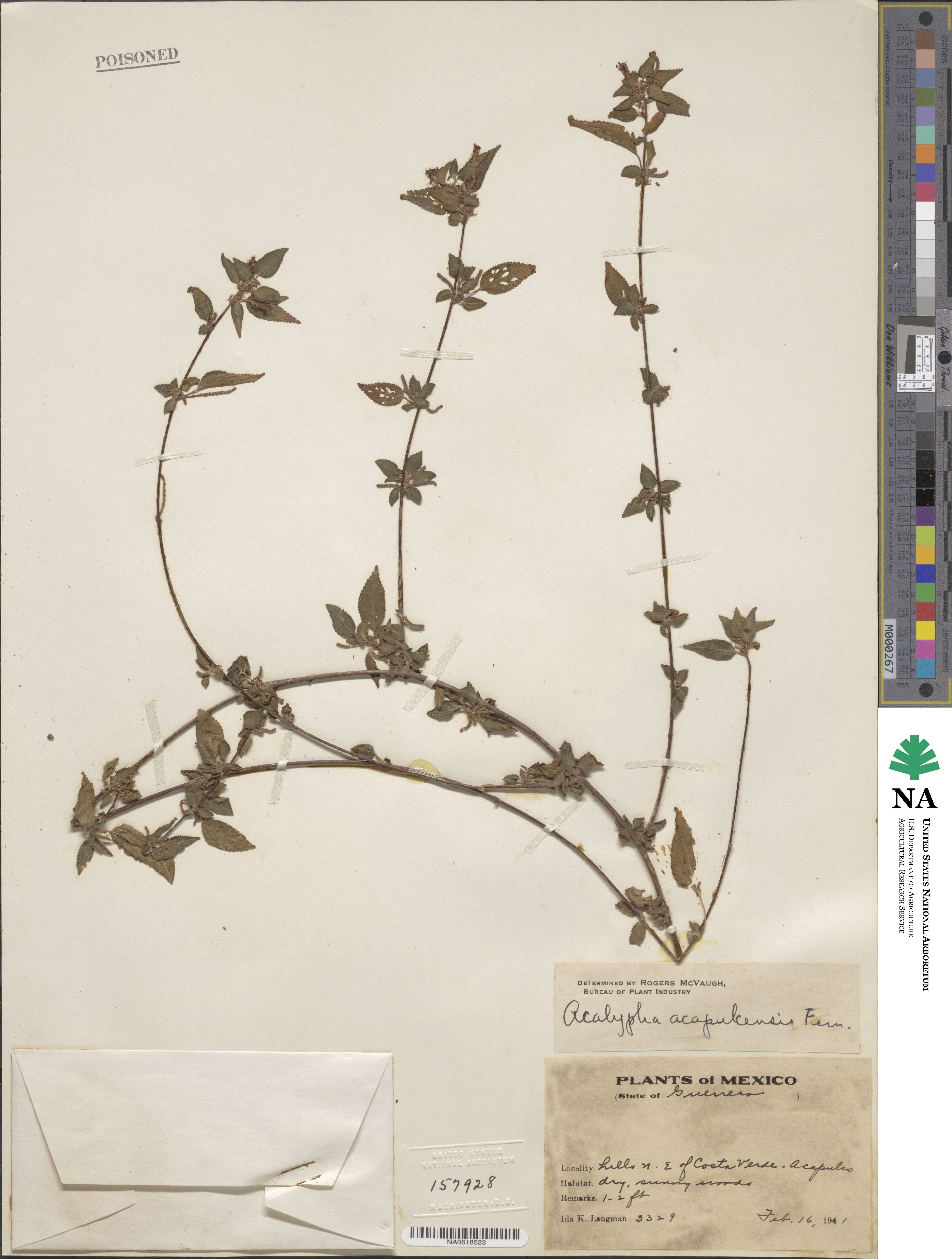 Acalypha acapulcensis image