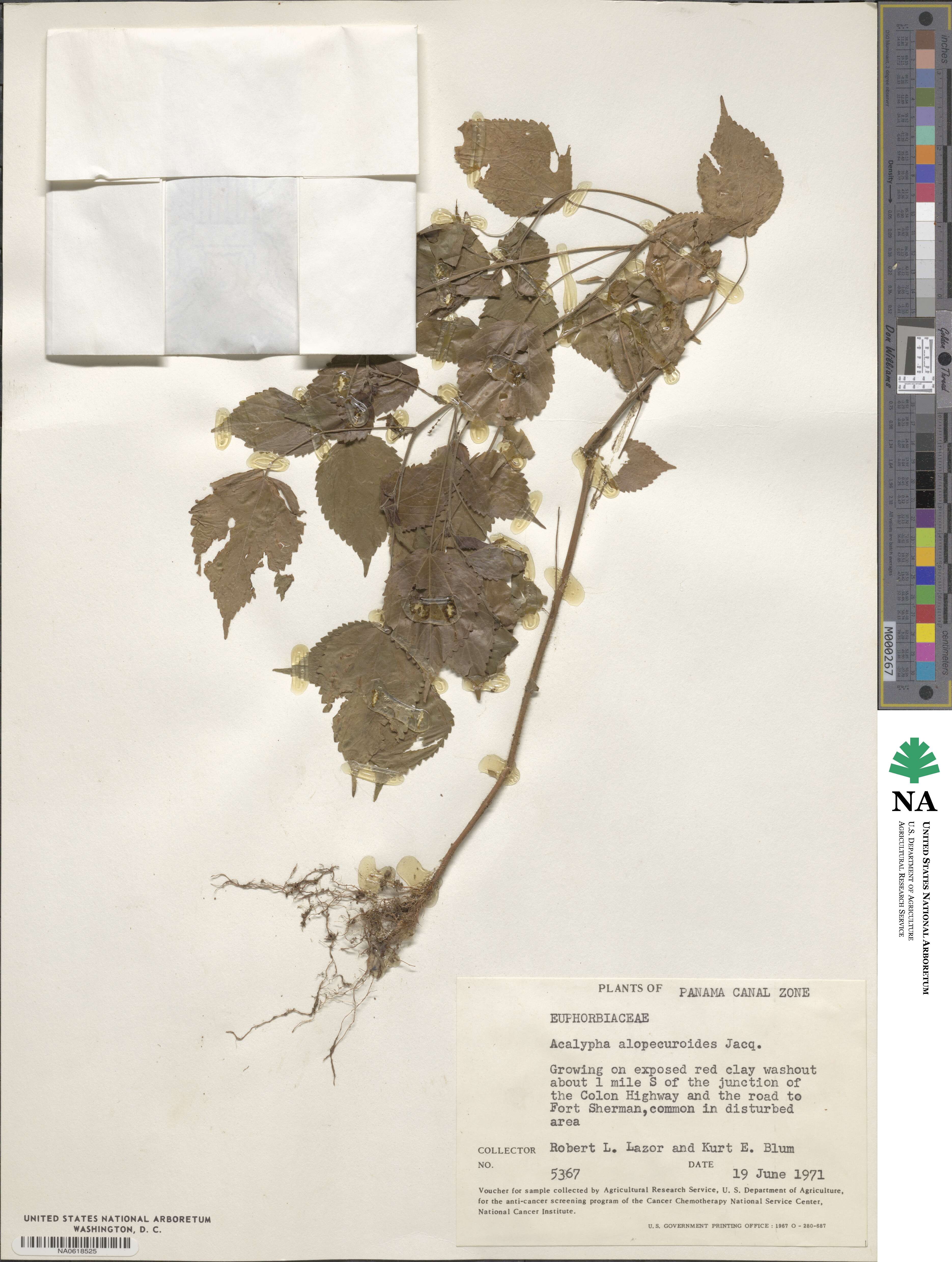 Acalypha alopecuroidea image