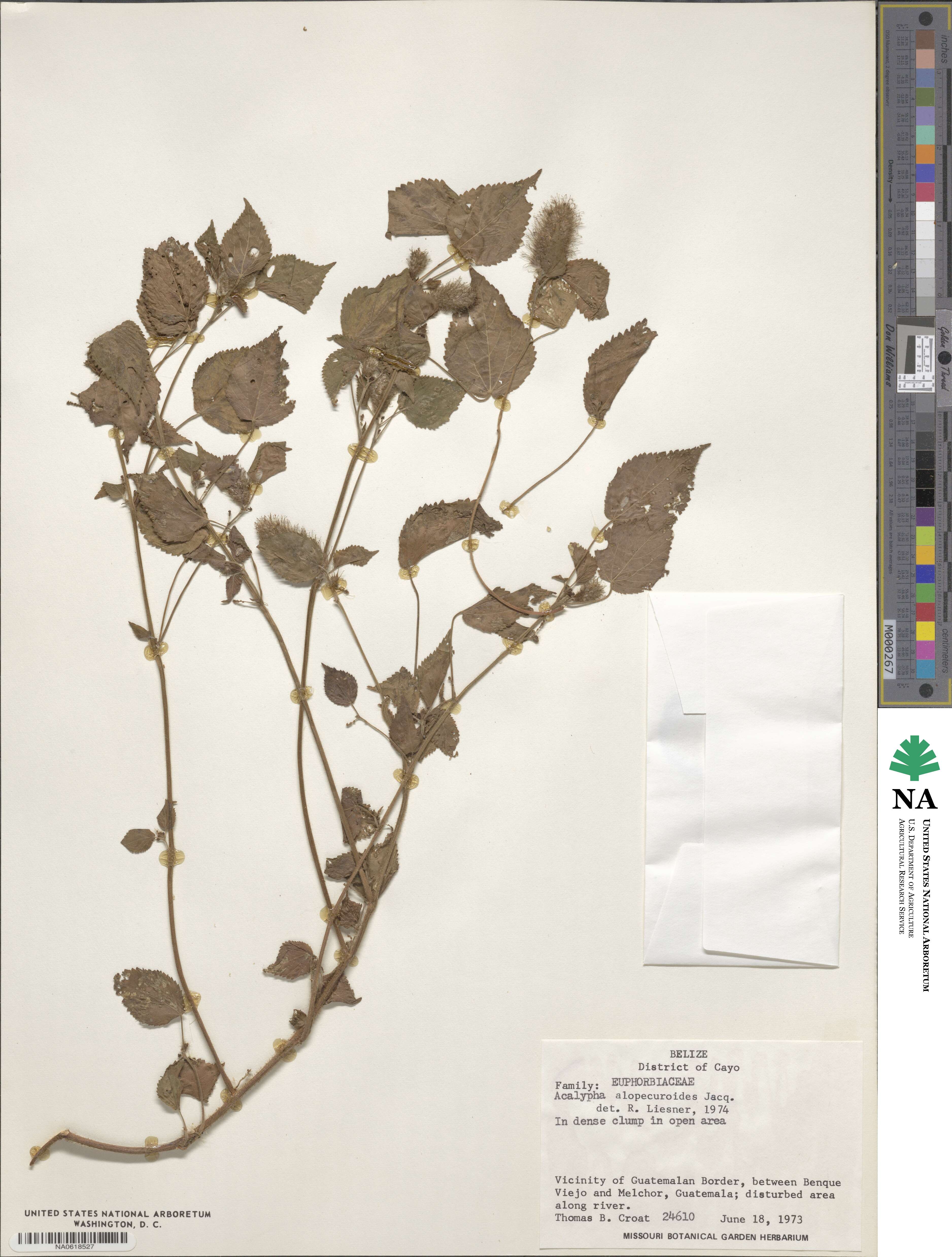 Acalypha alopecuroidea image