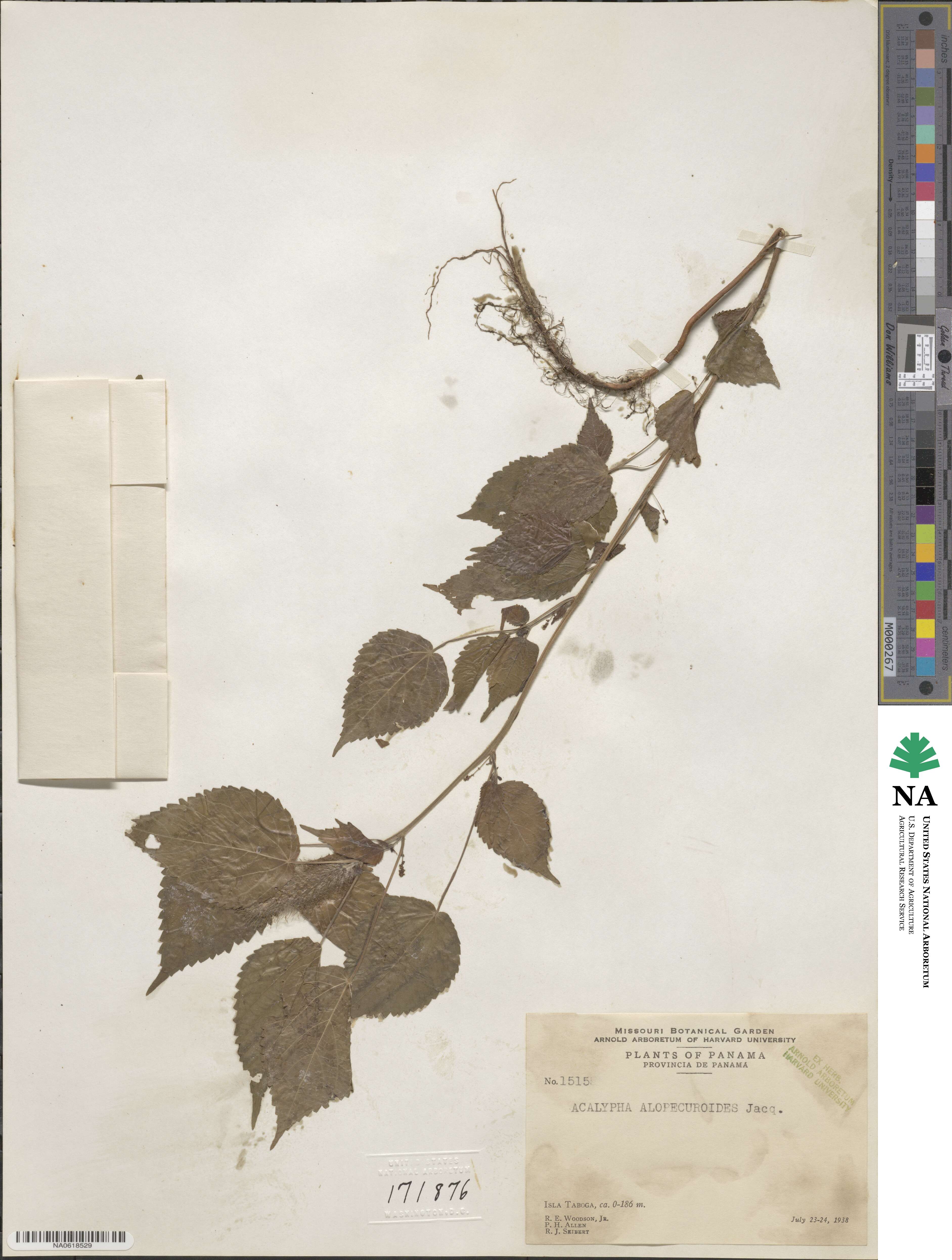 Acalypha alopecuroidea image