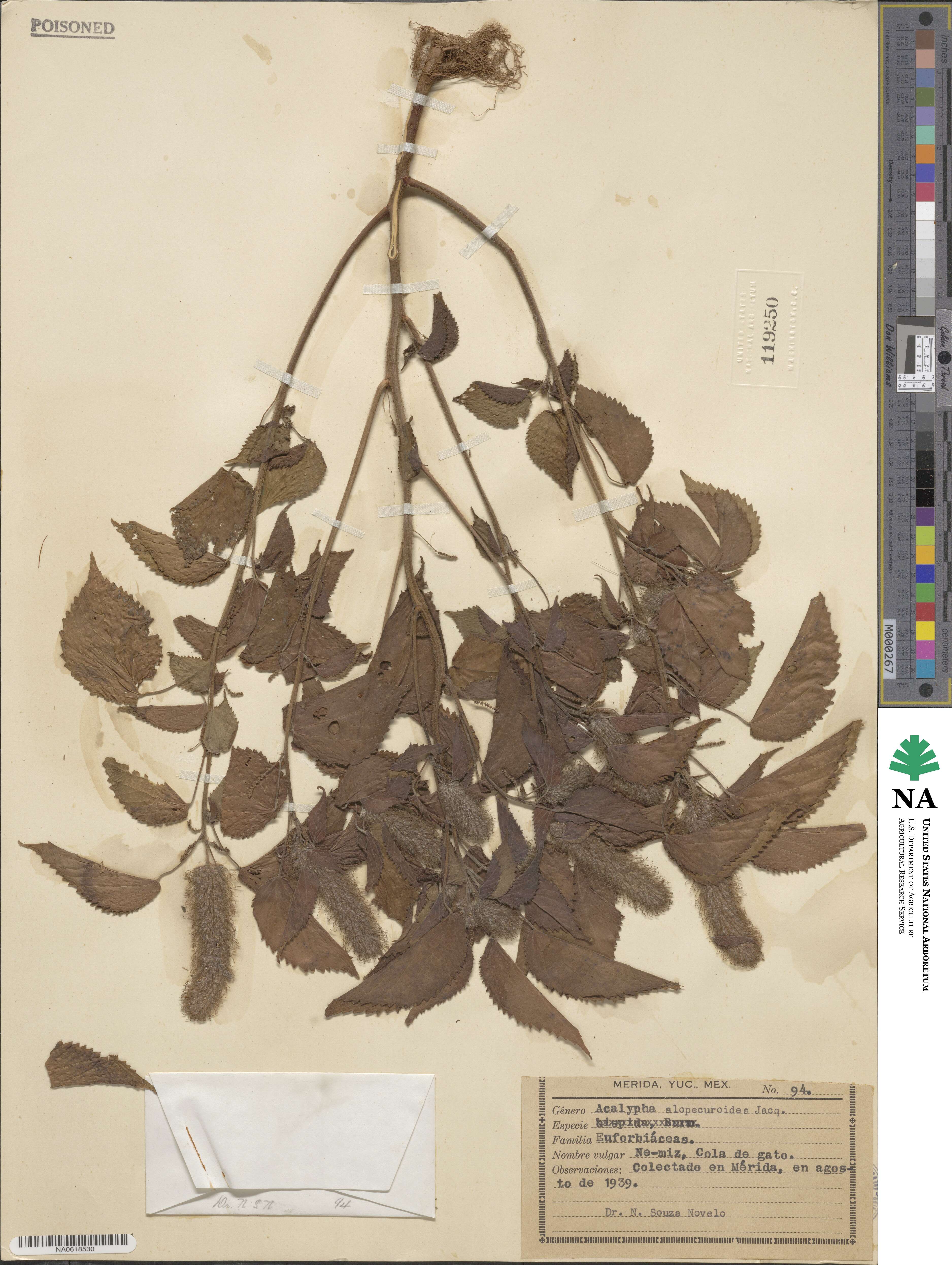 Acalypha alopecuroidea image