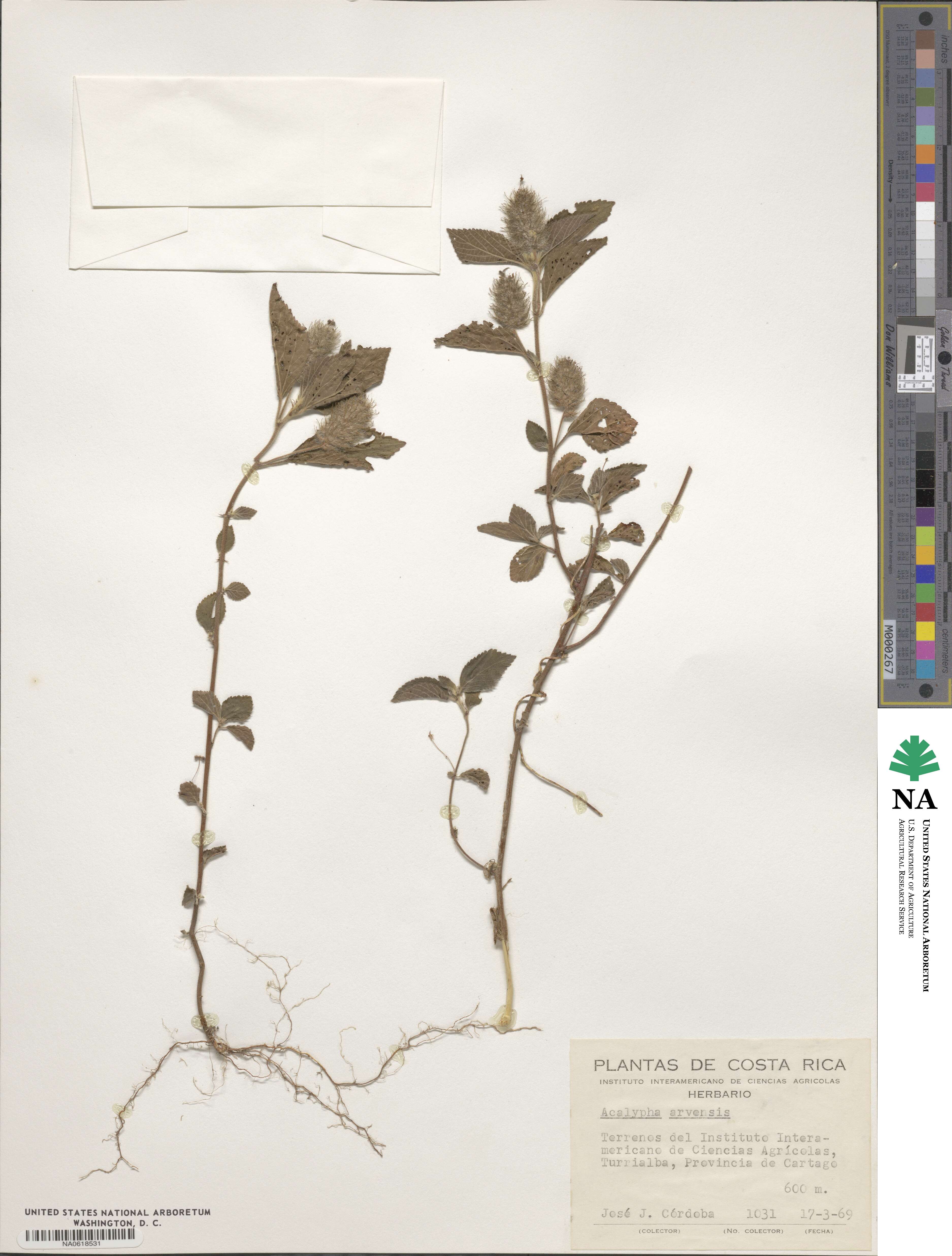 Acalypha arvensis image