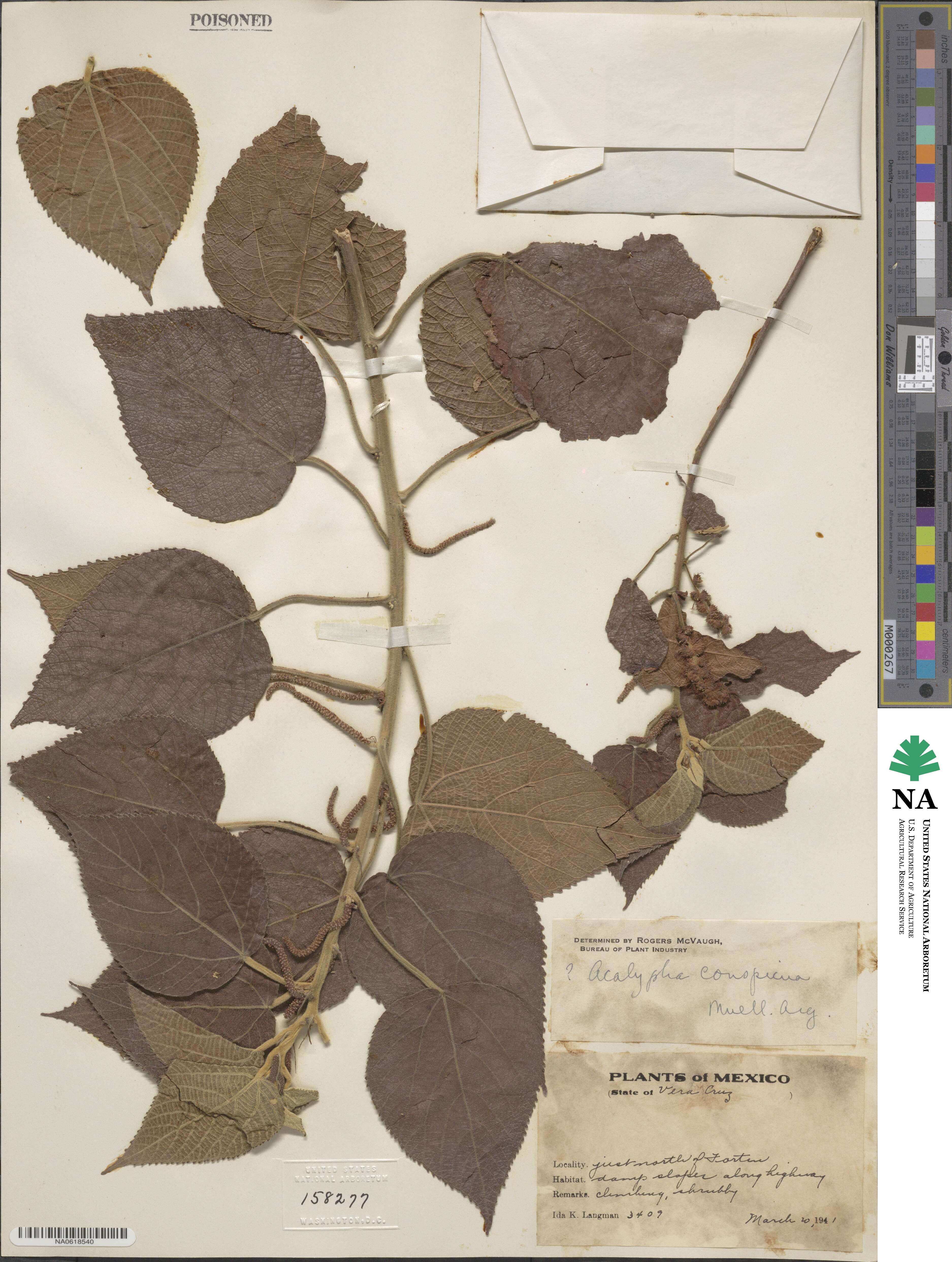 Acalypha conspicua image