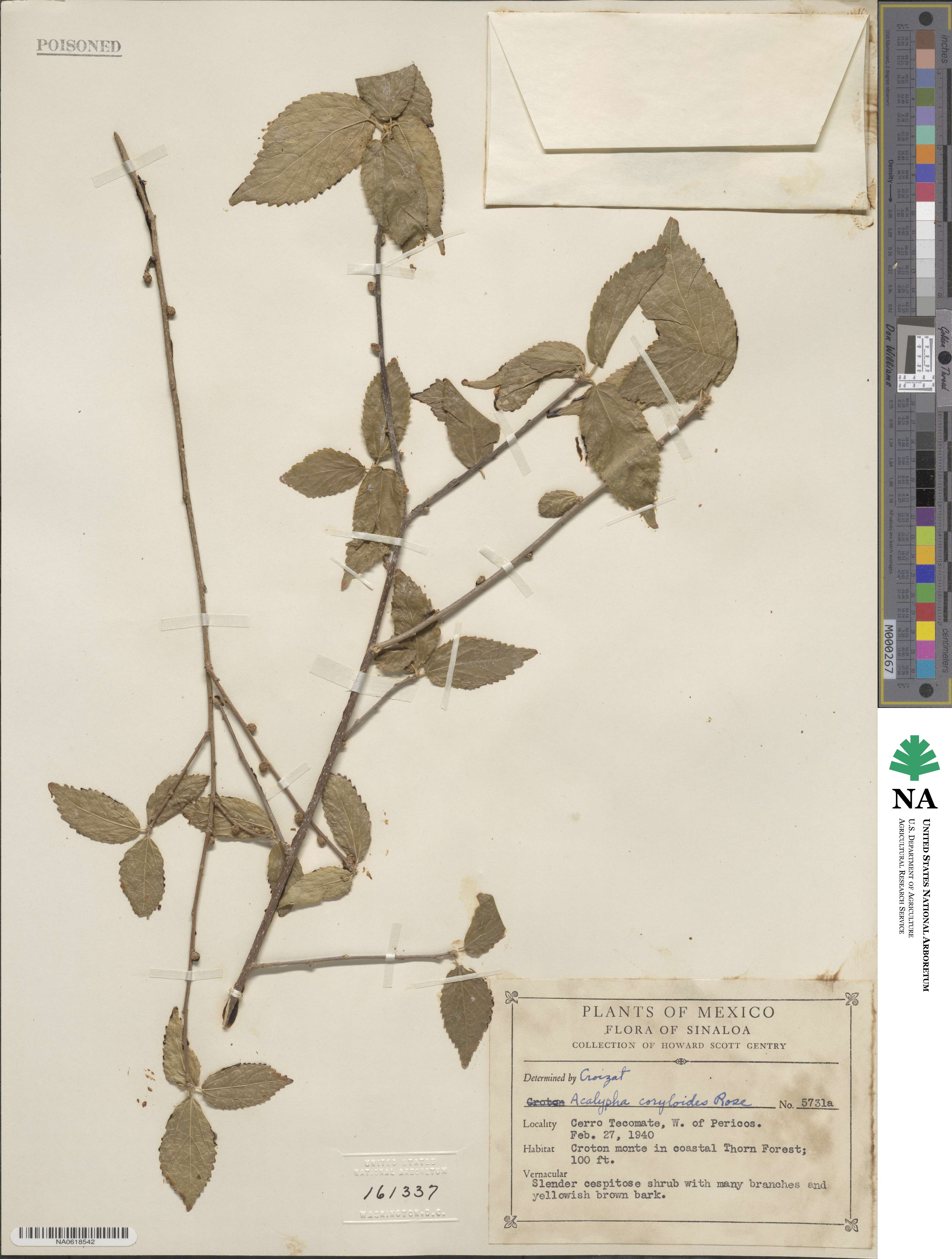 Acalypha filipes image