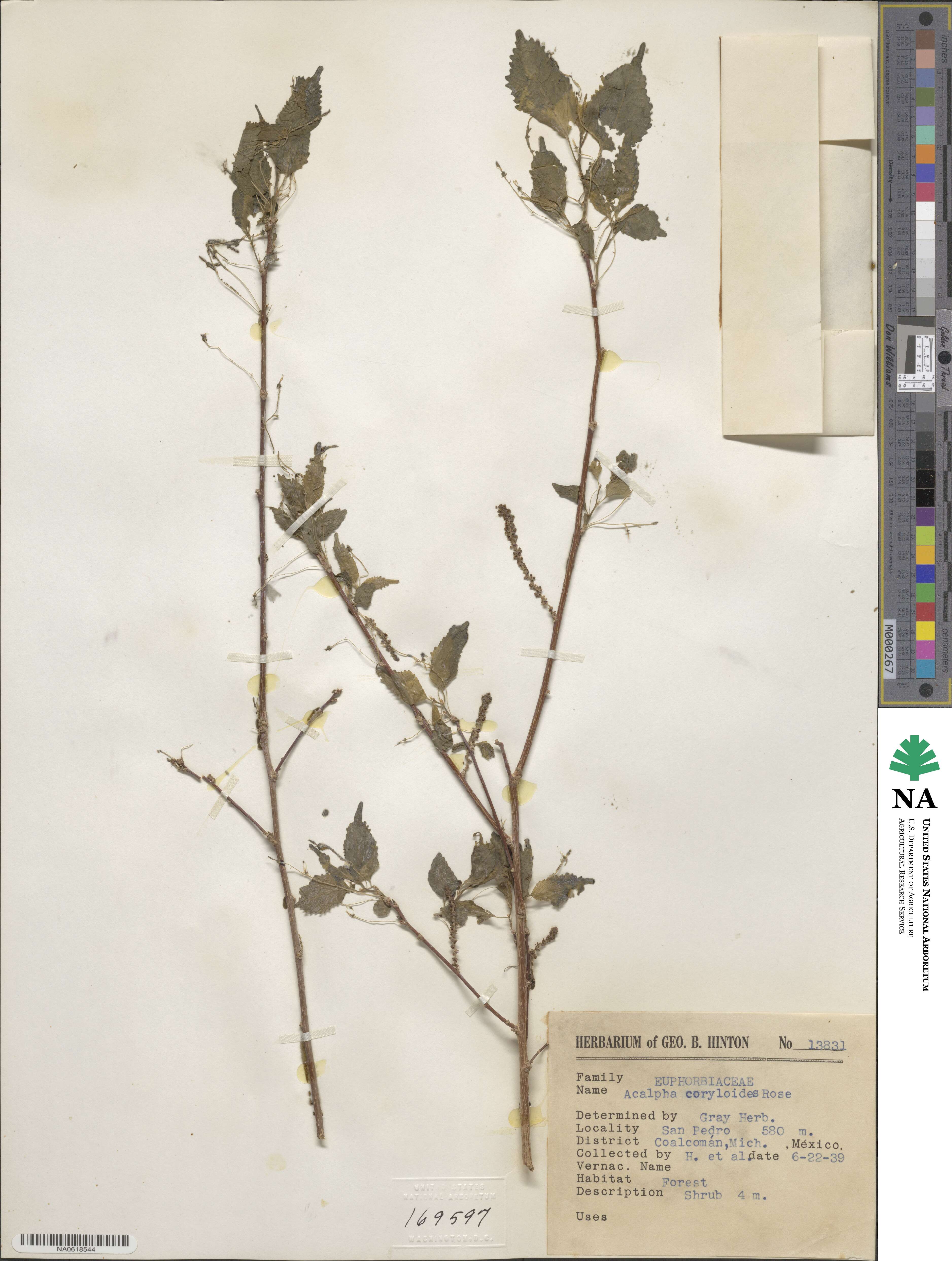 Acalypha filipes image