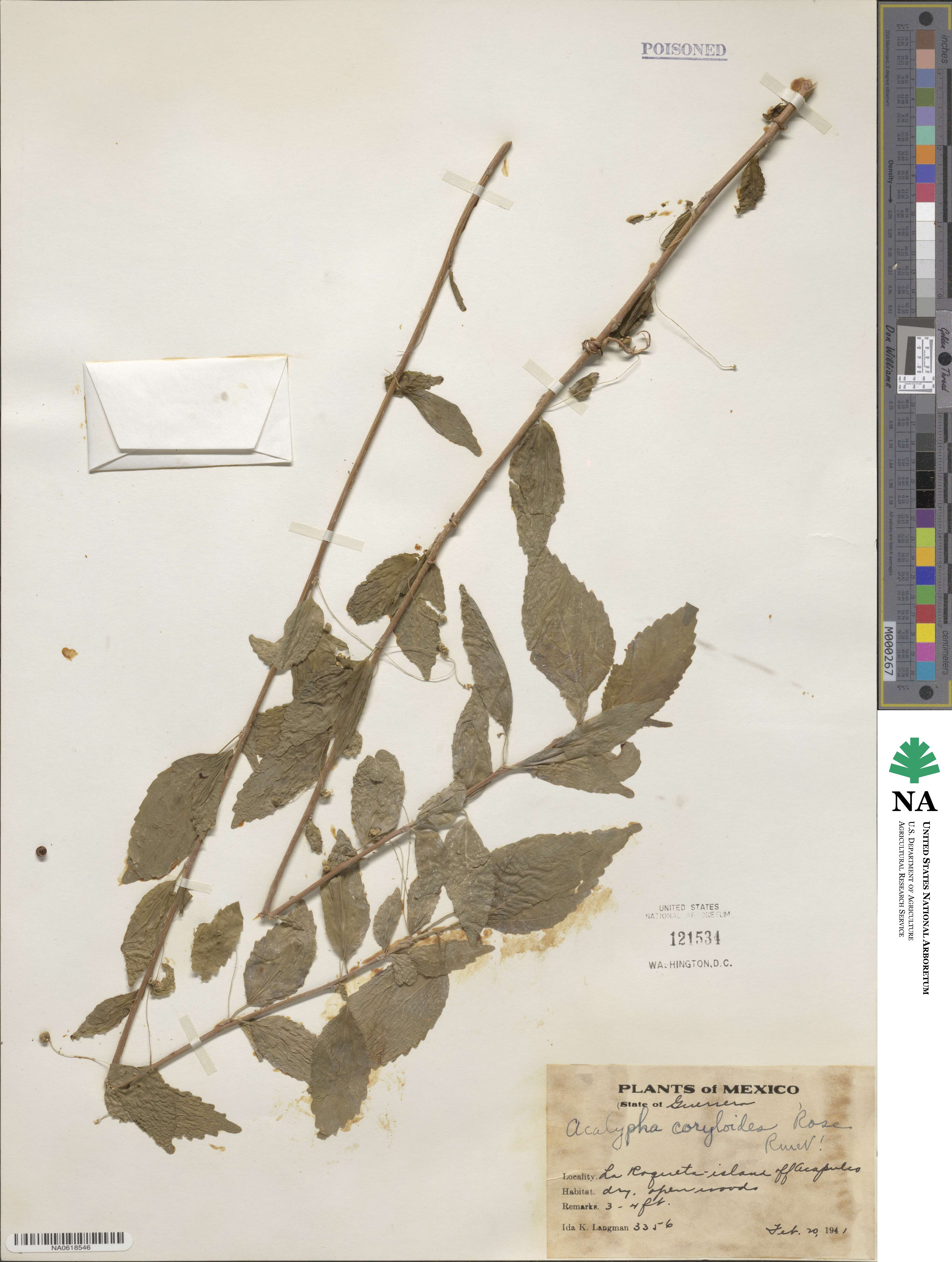 Acalypha filipes image