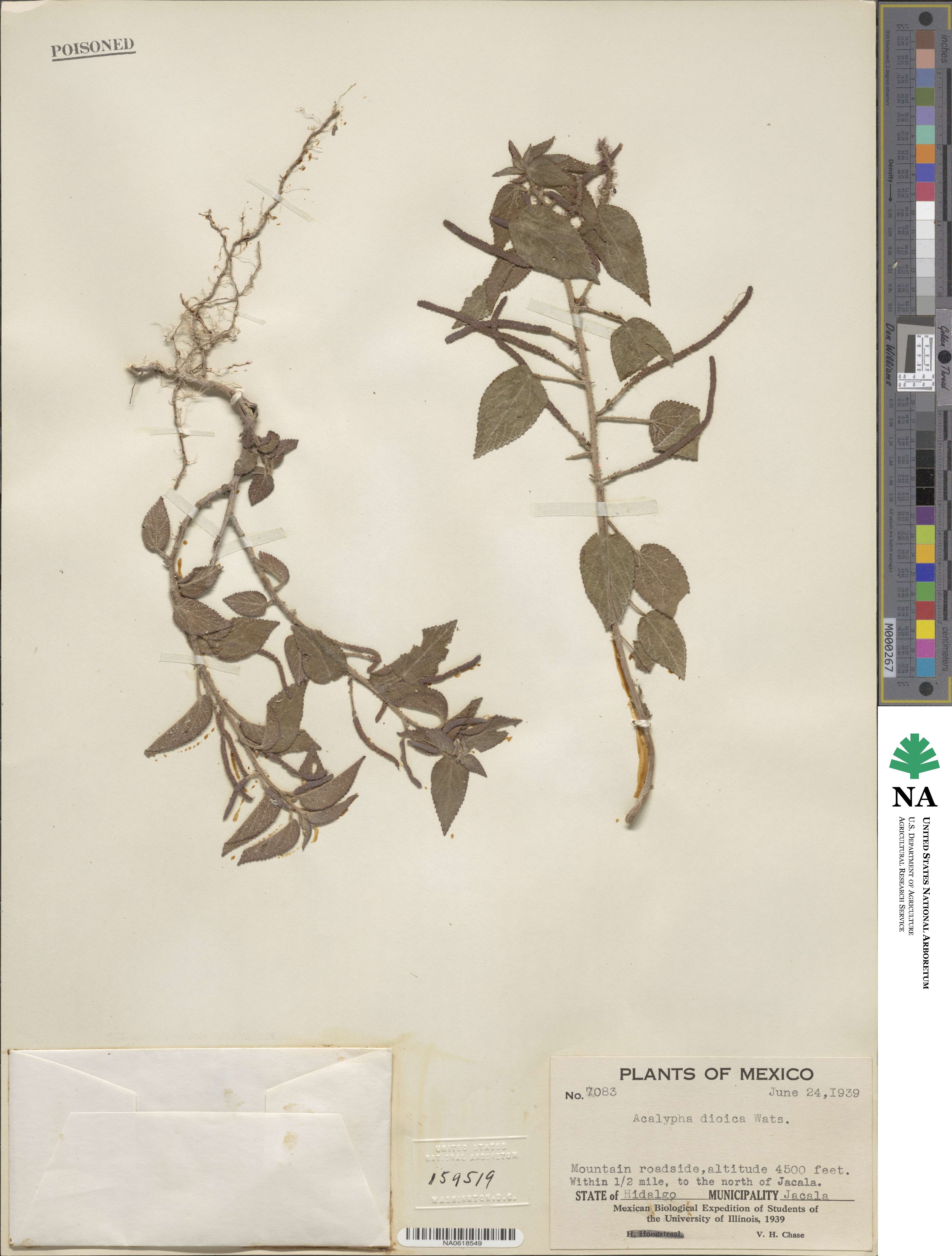Acalypha dioica image