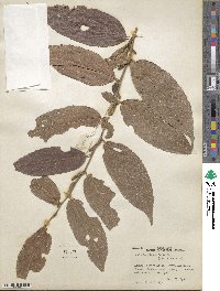 Acalypha diversifolia image