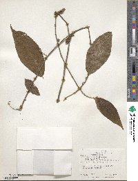 Acalypha diversifolia image