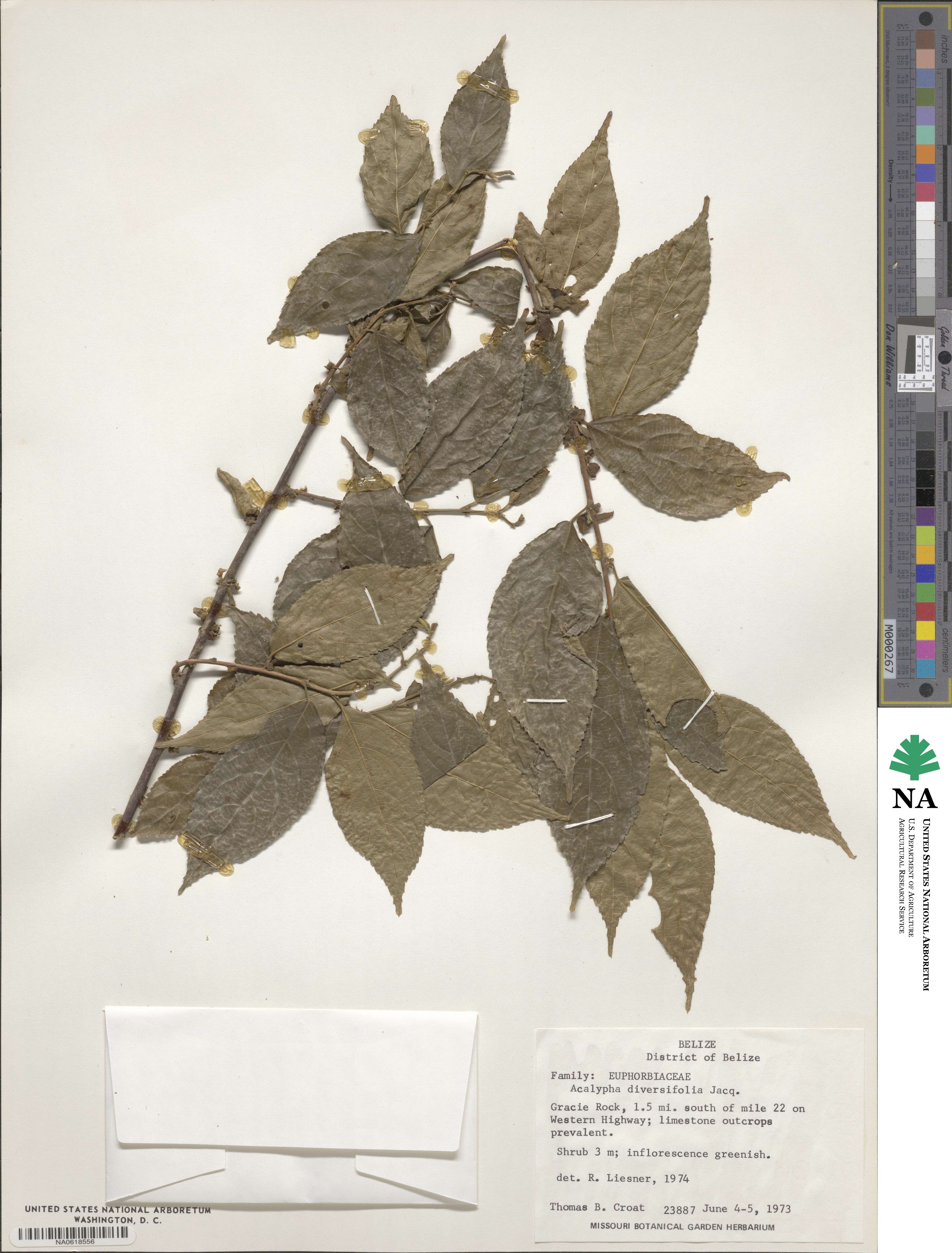 Acalypha diversifolia image