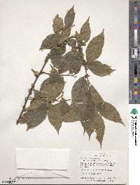 Acalypha diversifolia image