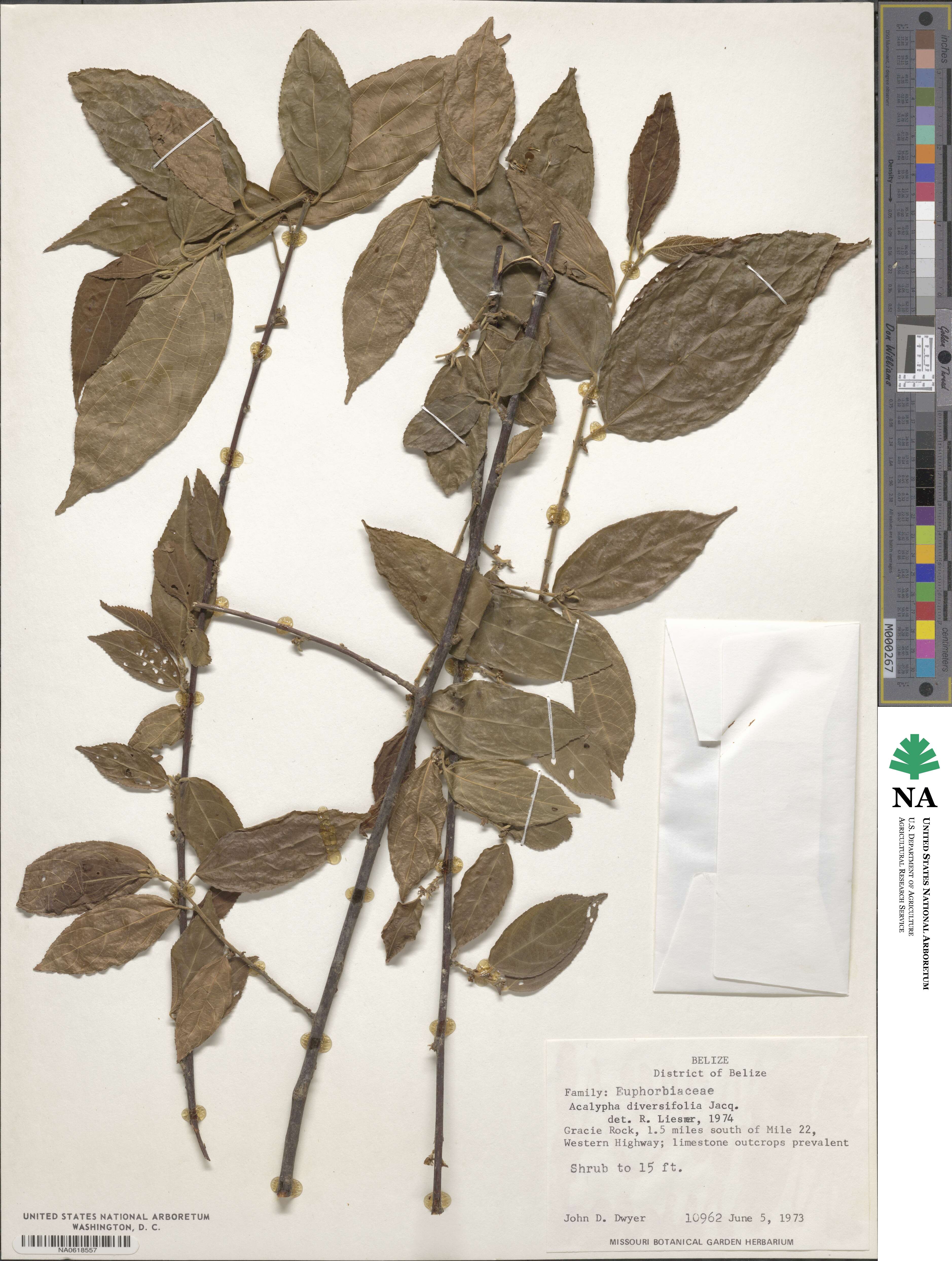 Acalypha diversifolia image