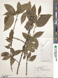 Acalypha diversifolia image