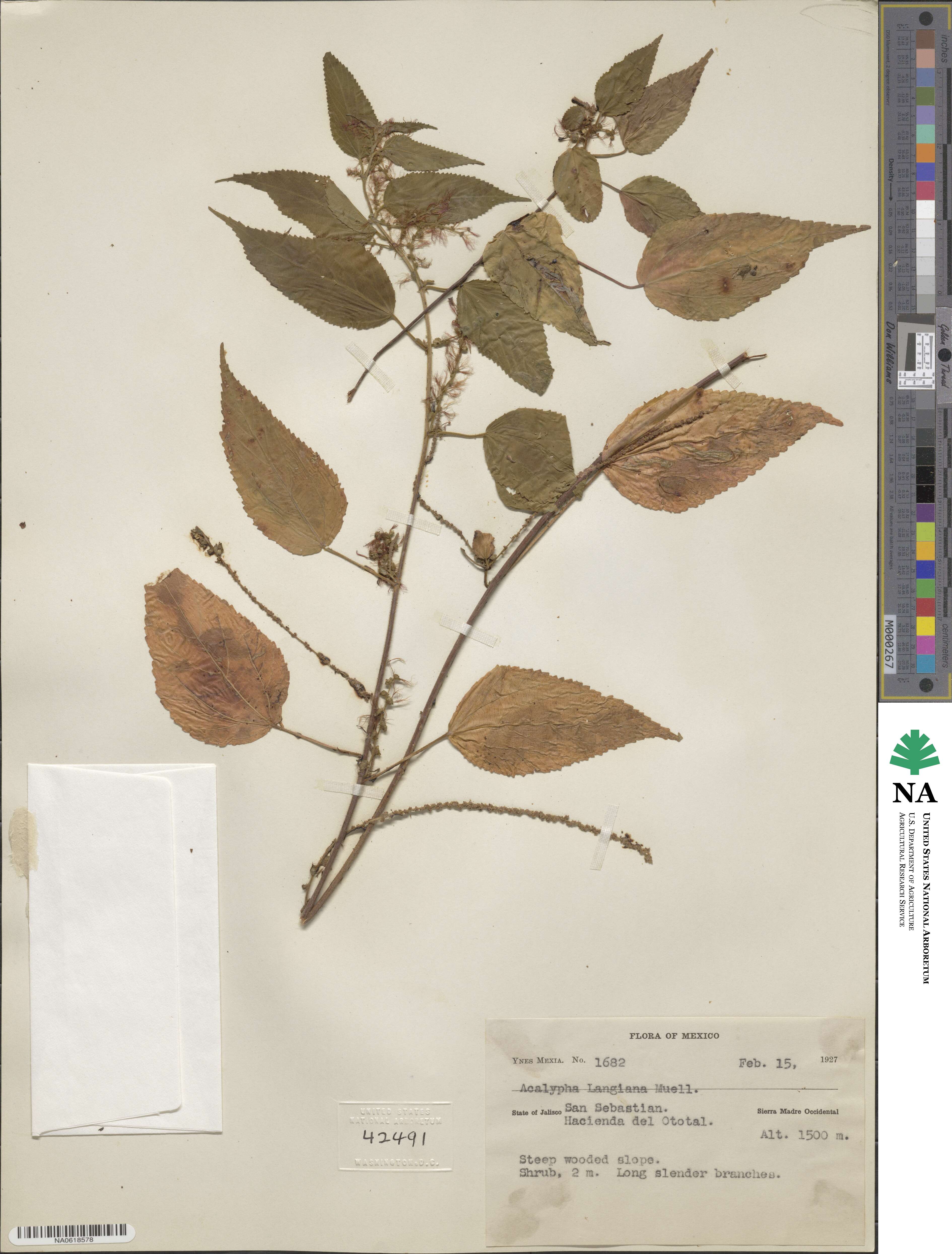 Acalypha langiana image