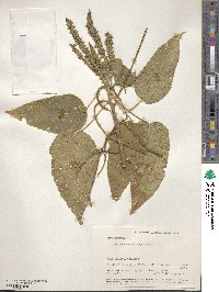 Acalypha macrostachya image