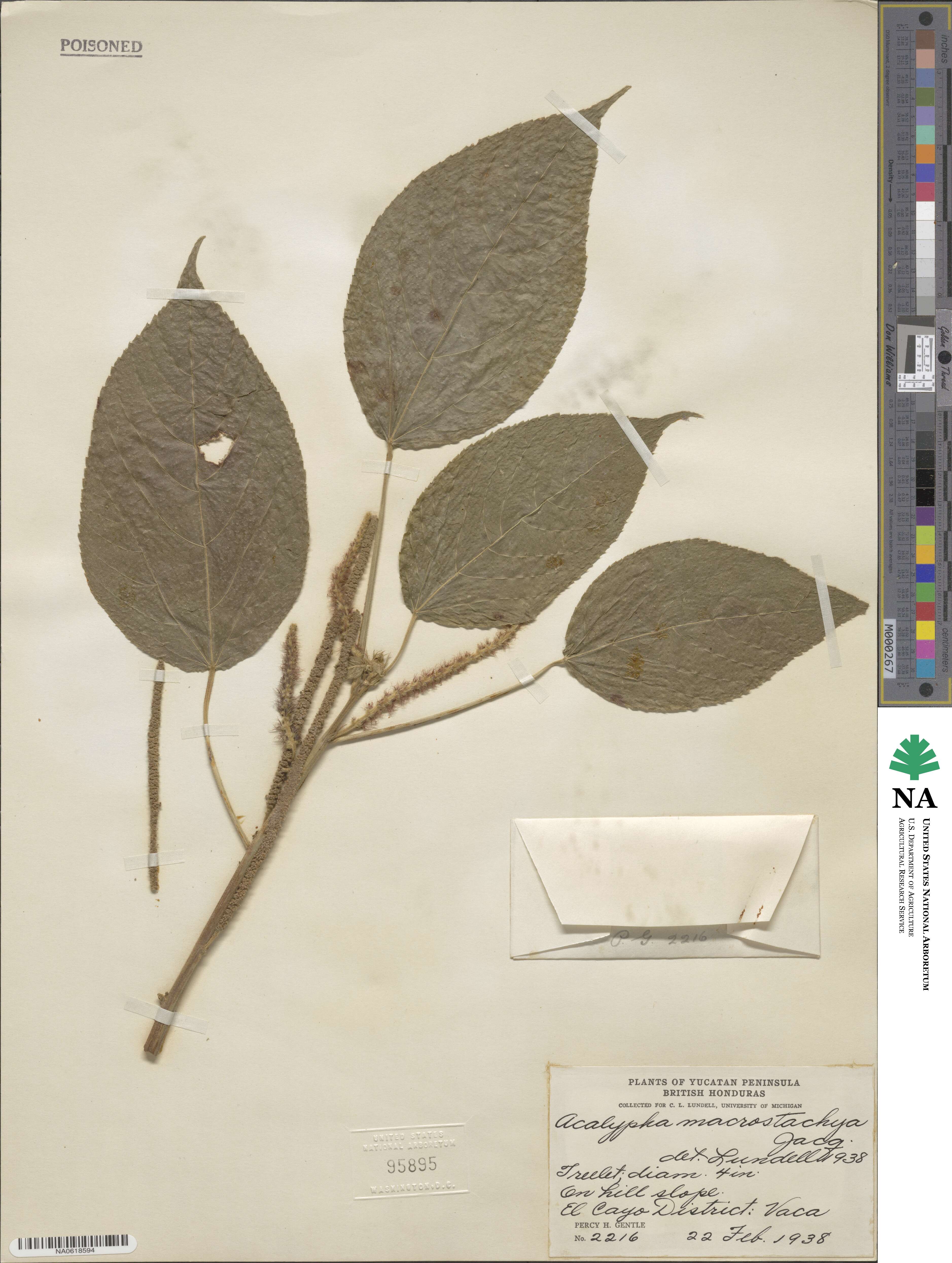 Acalypha macrostachya image