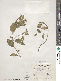 Acalypha phleoides image