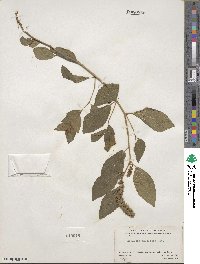 Acalypha phleoides image