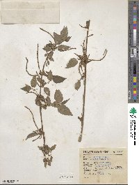 Acalypha vagans image