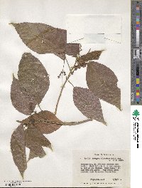 Acalypha wilkesiana image