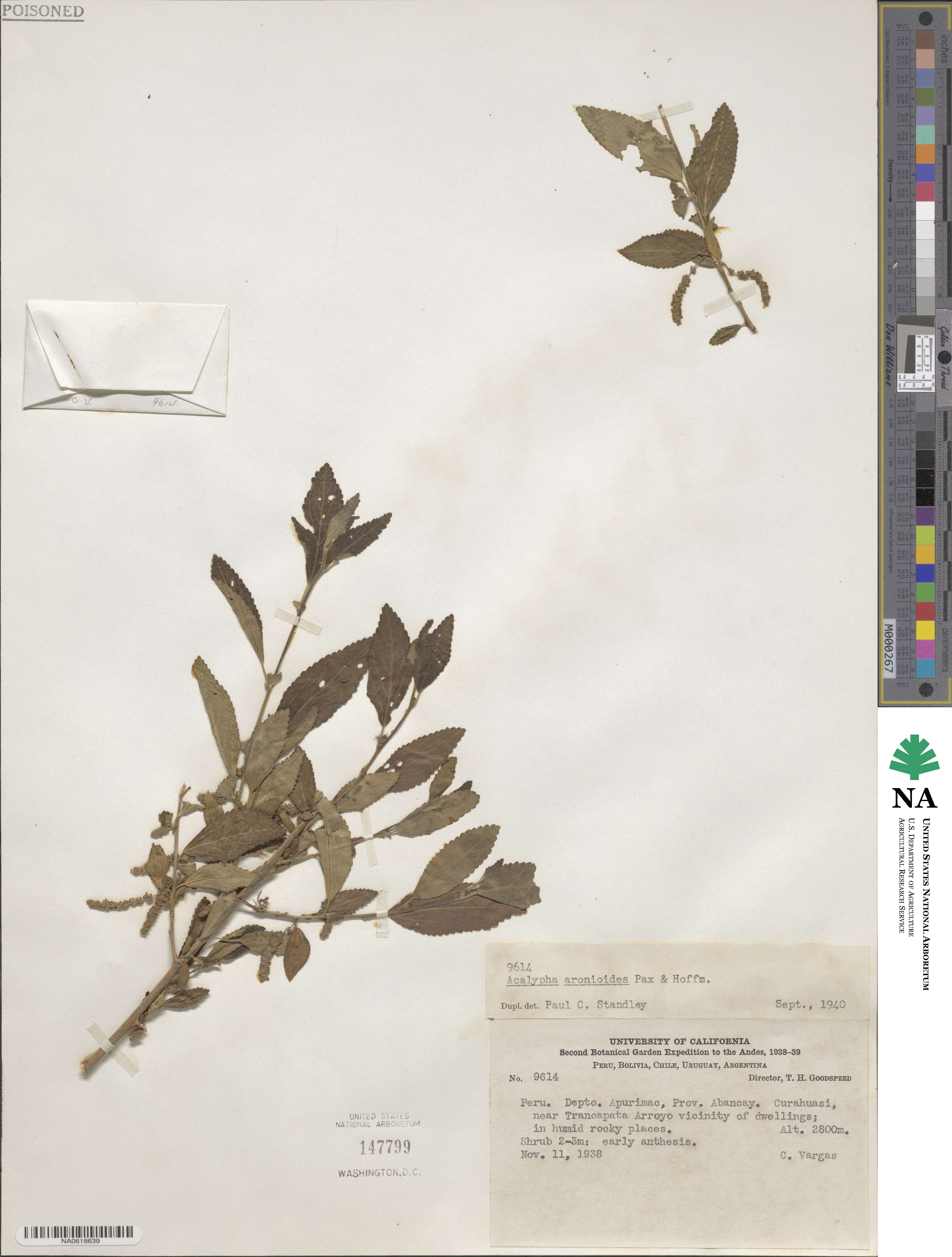 Acalypha aronioides image