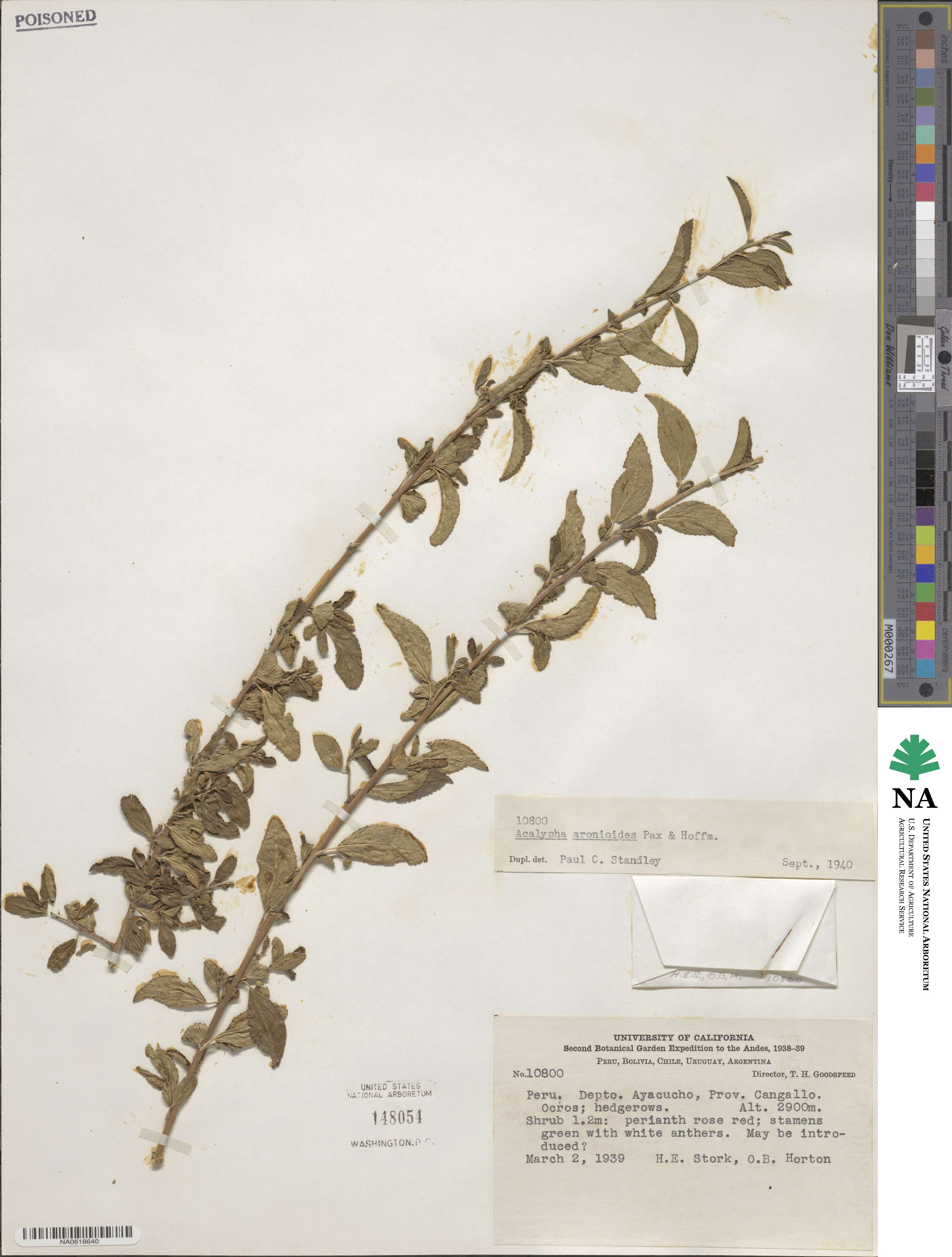 Acalypha aronioides image