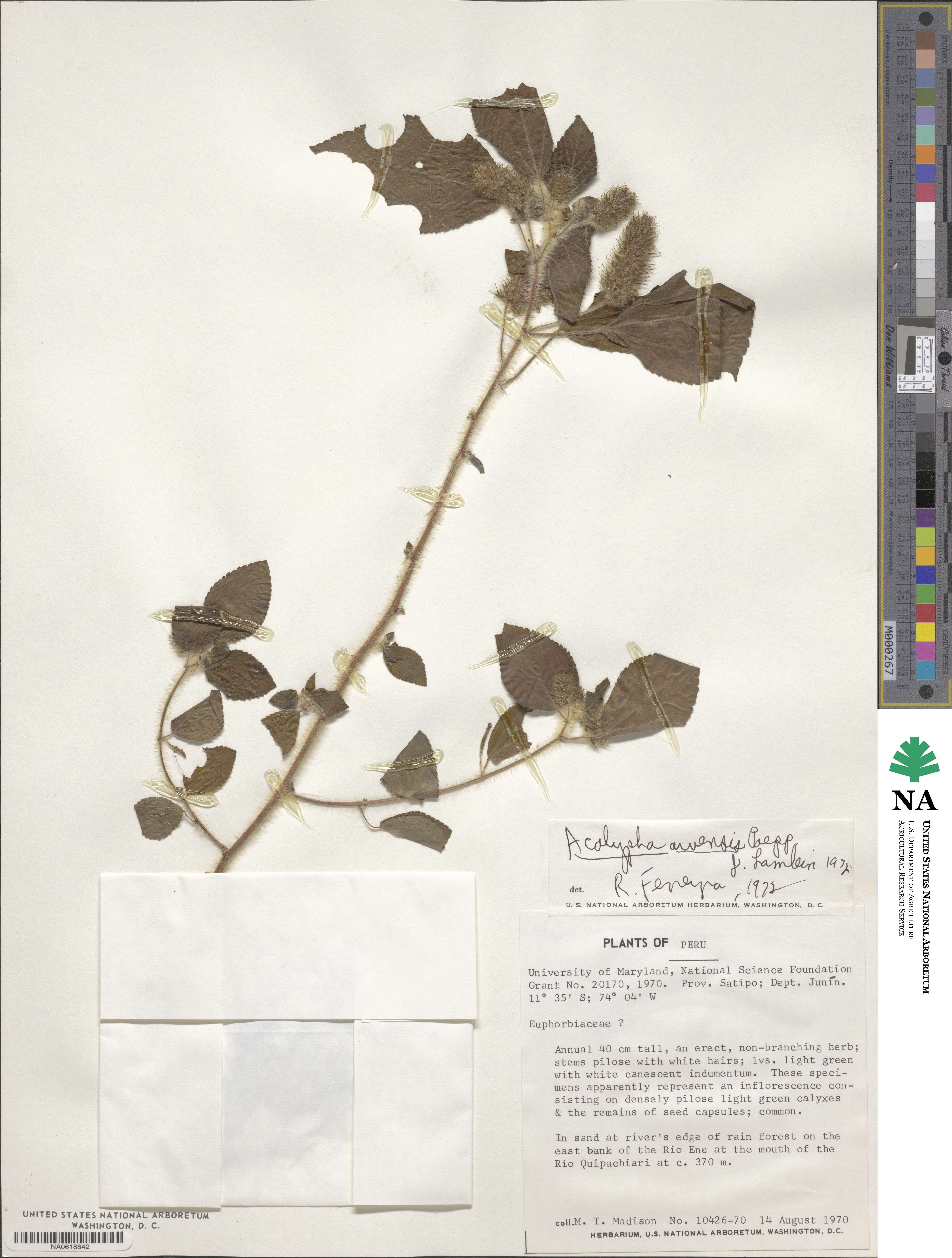 Acalypha arvensis image