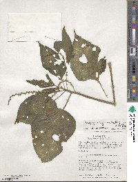 Acalypha stricta image