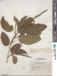 Acalypha stricta image