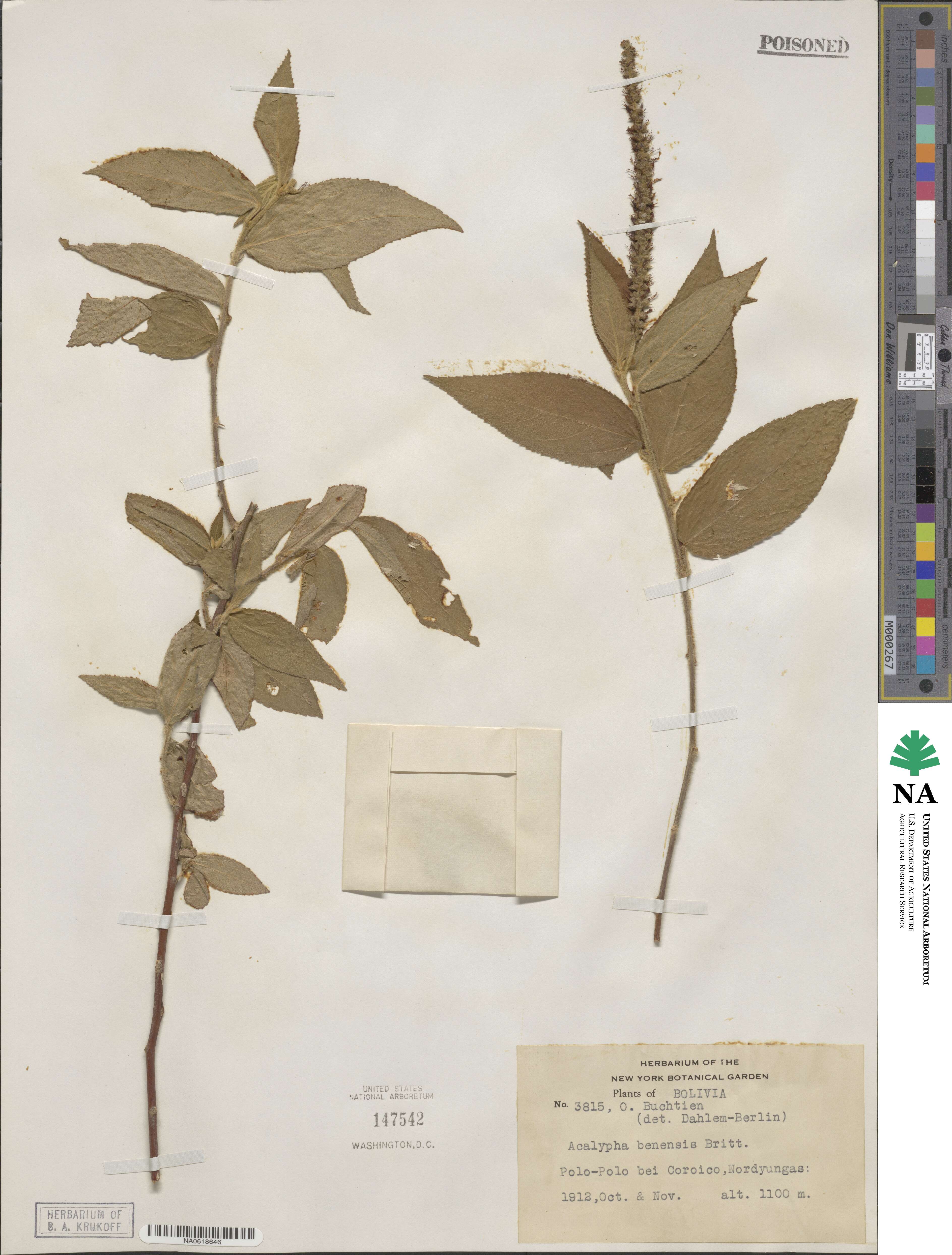 Acalypha stricta image