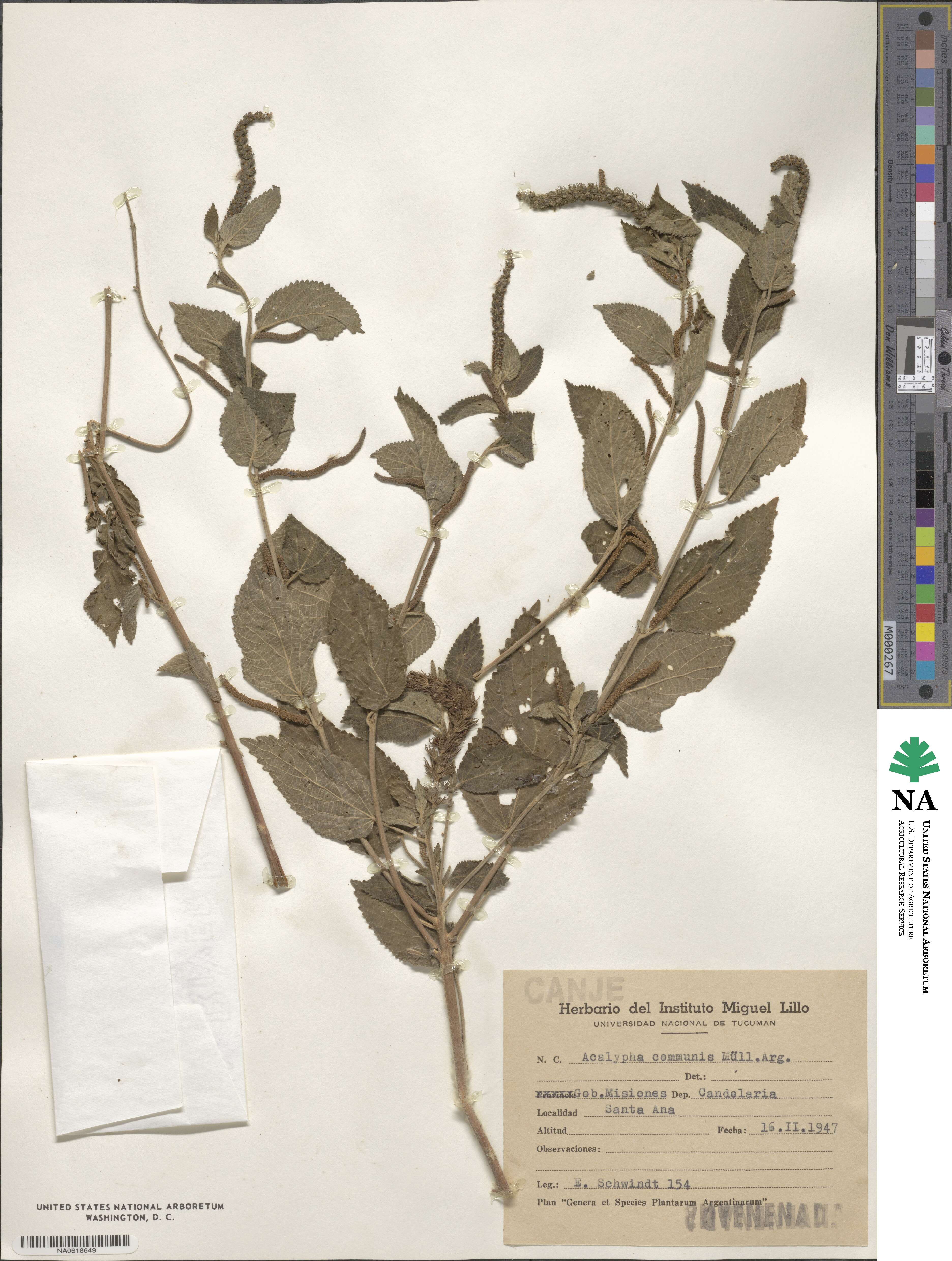 Acalypha communis image