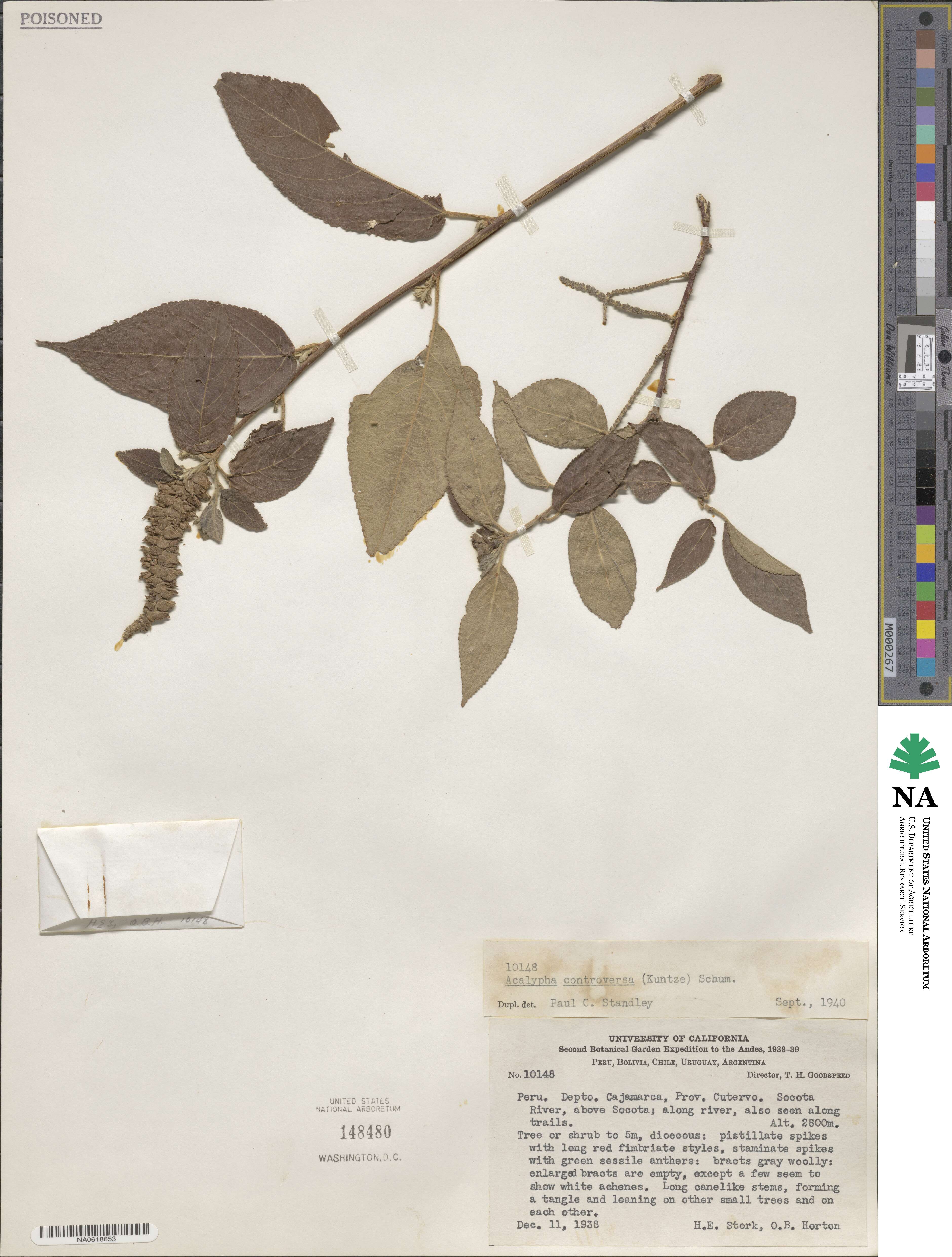 Acalypha peruviana image