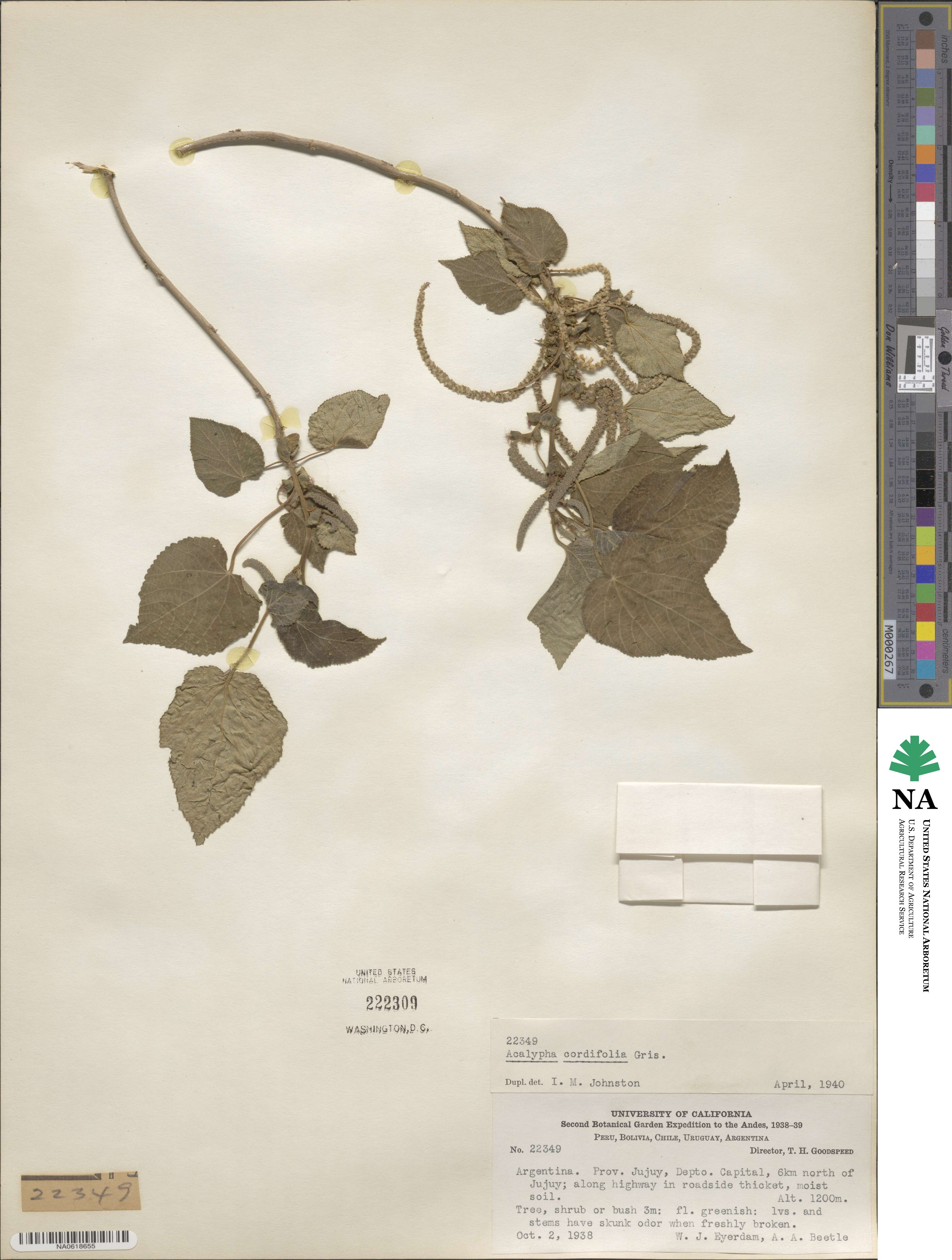 Acalypha cordifolia image