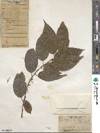 Acalypha diversifolia image