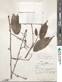 Acalypha diversifolia image